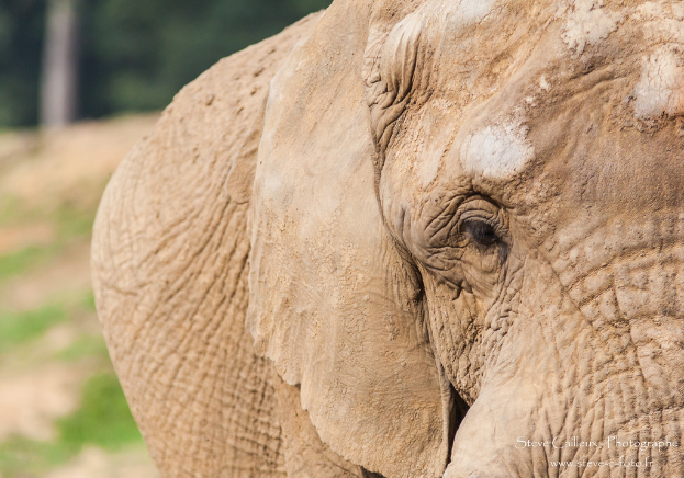 Ein Elefant in seiner natürlichen Umgebung.