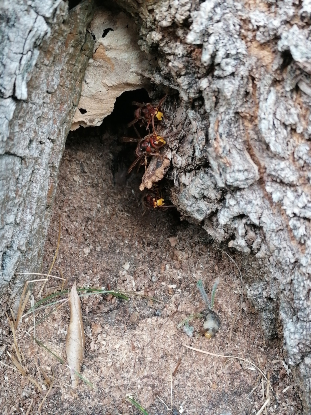 Ein Hornissennest in der Rinde eines Baums am Boden, enthaltend zwei Wespen, umgeben von Gras.