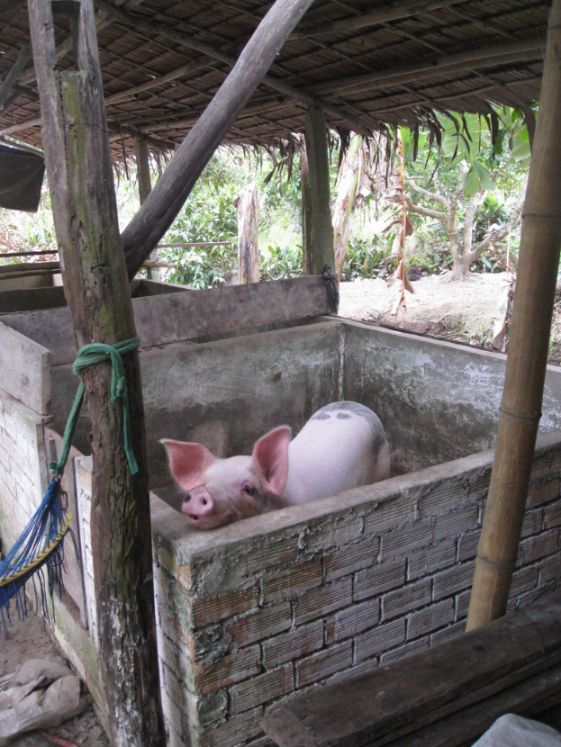Ein rotes Schwein steht in einem hölzernen, mit Wänden umgebenen Gehege.