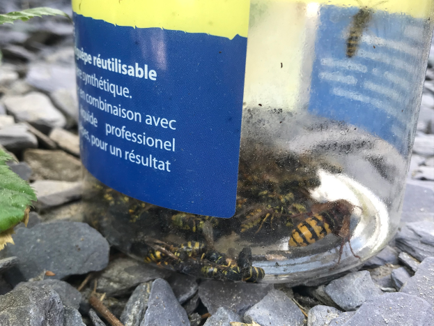 Ein Glas, das als Imkerlösung etikettiert ist, gefüllt mit Honigbienen, auf einem Haufen Steine gestellt und von Blättern umgeben.
