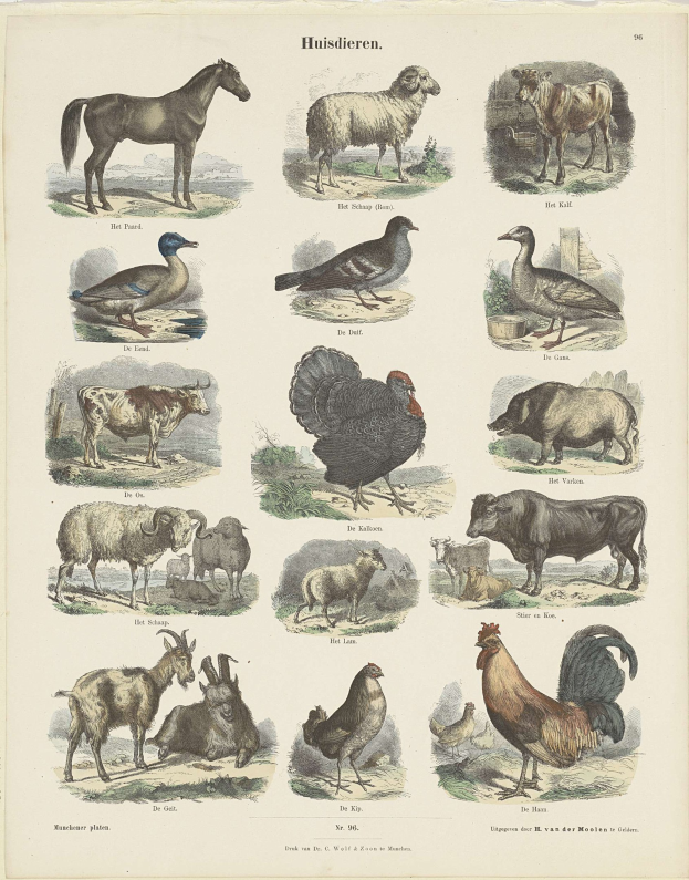 Ein Kinderbuchumschlag mit einem Pferd, einer Ente, einem Huhn und anderen Bauernhoftieren mit begleitendem Text.