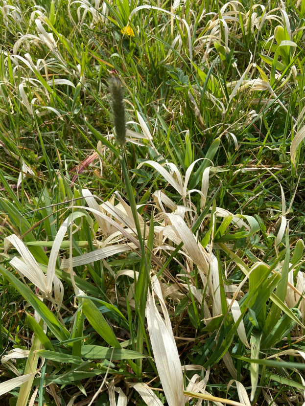 Ein Nahaufnahme eines grasbewachsenen Feldes mit hohem, grünem Borstengras, das im Wind schwingt, unter strahlendem Sonnenlicht.