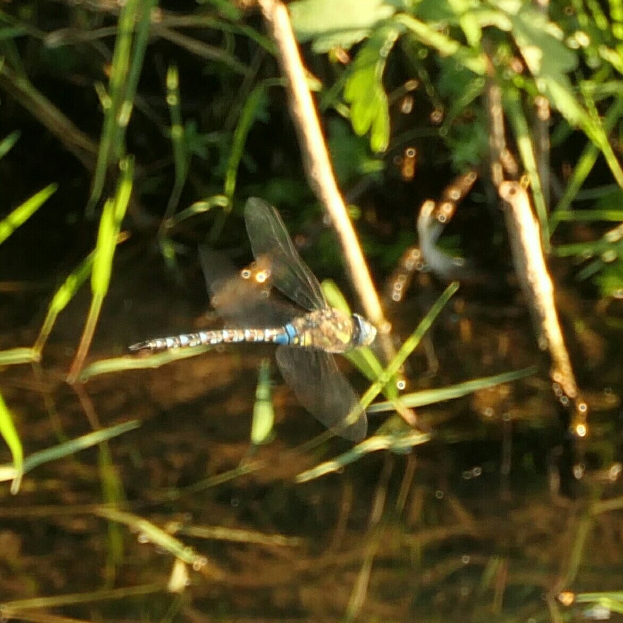 Ein Drachenflieger, der über einen See voller grüner Pflanzen fliegt, in der Mitte des Bildes.