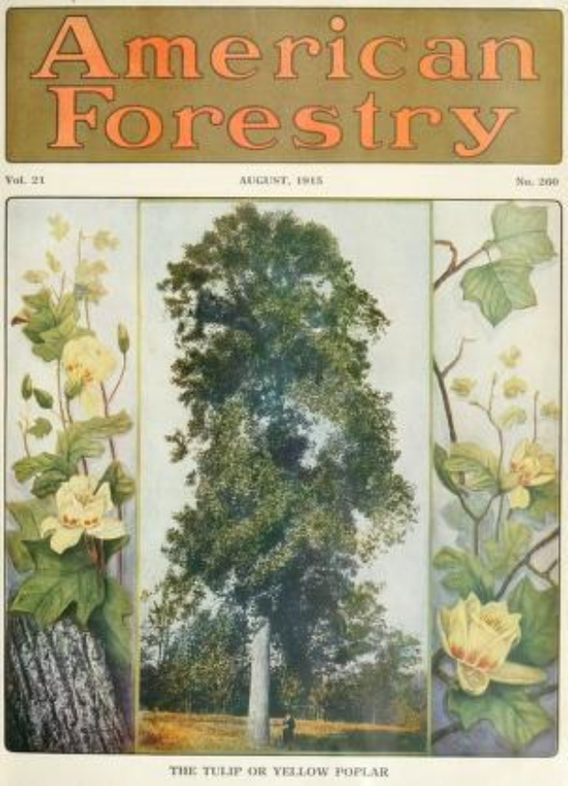 Titelbild der *American Forestry Magazine* aus August 1915, das farbenfrohe Illustrationen von Bäumen, Blumen und Laub zeigt.