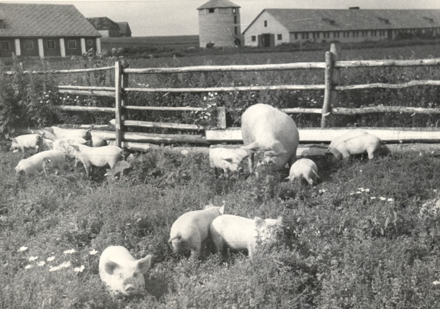 Eine Gruppe von Schweinen grast auf einer Wiese neben einem hölzernen Zaun, umgeben von Pflanzen und Blumen, mit Gebäuden und einem klaren Himmel im Hintergrund.