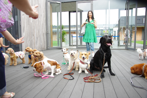 Eine Gruppe von Hunden verschiedener Farben ist um einen Hundegürtel auf einer hölzernen Oberfläche in der Nähe einer Glastür versammelt, mit einer Pflanze, Gras, Gebäuden und einem weißen Himmel im Hintergrund, sowie Menschen in Kleidung, einer Handtasche und einem Gerät.