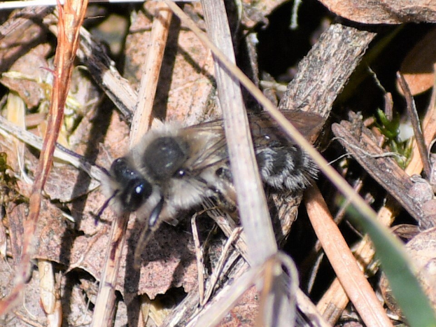 Nahaufnahme eines Blatt schneidenden Bienen auf dem Boden zwischen trockenen Blättern und Gras.