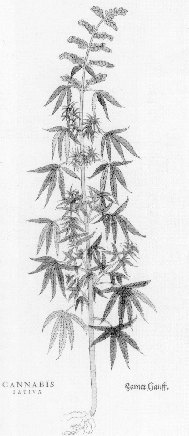 Schwarz-weiß-Zeichnung einer Cannabis Sativa-Pflanze mit Blättern und Stielen, beschriftet mit "Cannabis Sativa" unten.