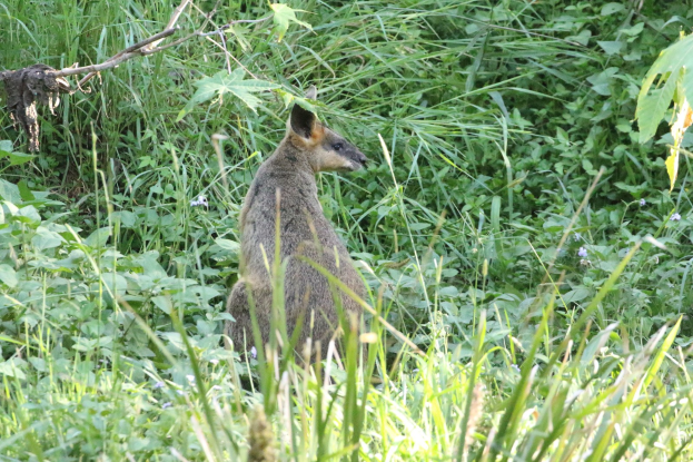 Ein wallaby mit braun-schwarzem Fell steht wachsam im Gras nahe Pflanzen, seine Ohren sind gespitzt.