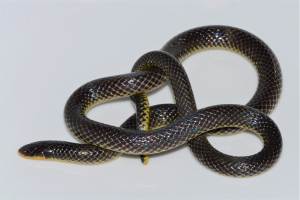 Eine schwarze und gelbe Ringelnatter ist auf einer weißen Oberfläche gewickelt.