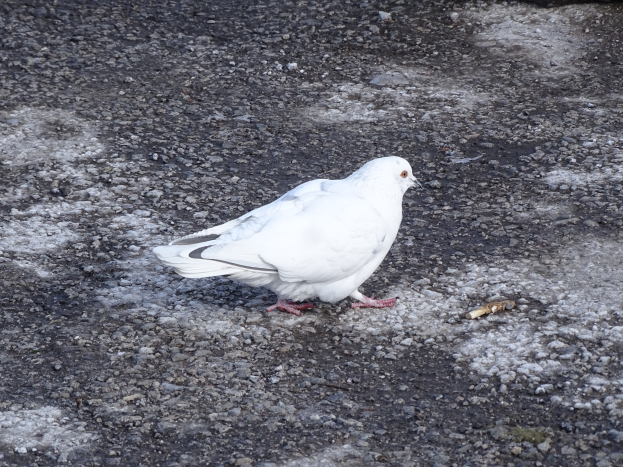 Ein weißer Brieftaube mit schwarzen Flügeln, Kopf, Füßen und schwarzen Augen, gelbem Schnabel und weißen Schwanzfedern, der auf dem Boden neben einem Felsen steht.