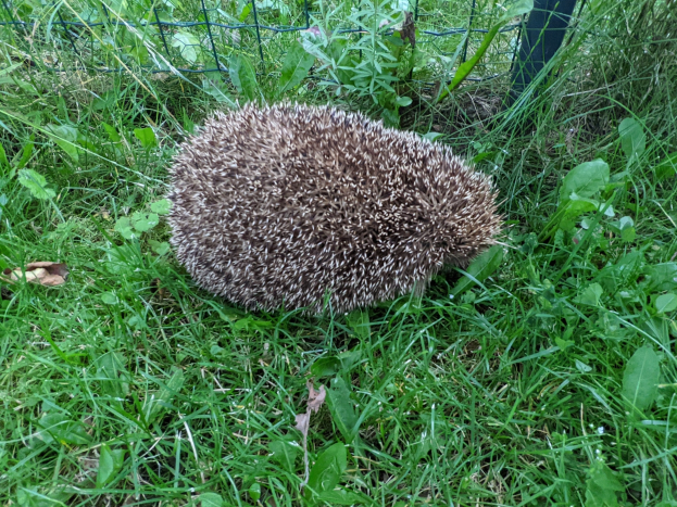 Ein Igel sitzt im Gras neben einem Zaun, umgeben von üppiger grüner Vegetation.