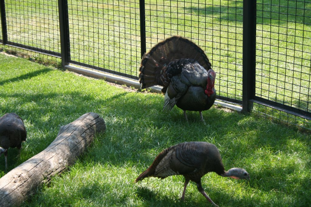 Vögel auf einem Zaun mit Gras am unteren Bildrand.
