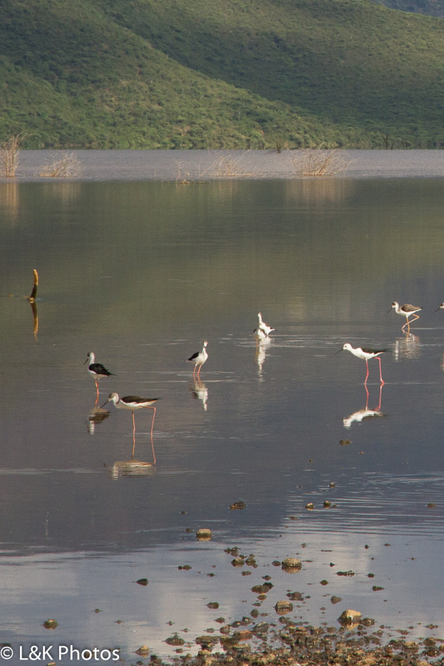 Eine Gruppe von Schwarzflügelstelzen, die in einem See mit Bäumen und Hügeln im Hintergrund waten, mit Text unten.